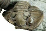 Cluster Of Three Flexicalymene Trilobites - Indiana #308244-6